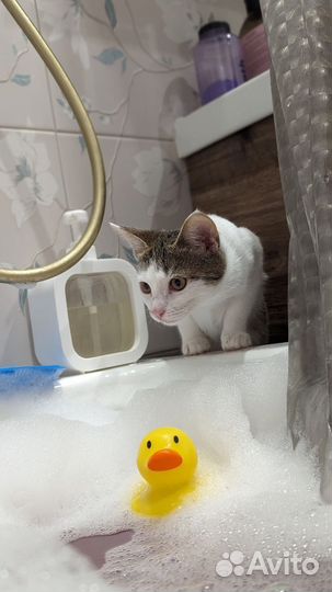 Котенок метис ориенталка