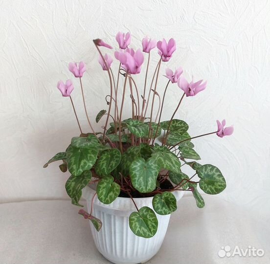 Европейский цикламен (ароматный) альпийская фиалка