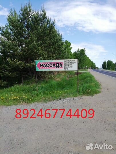 Рассада помидоры,перец,баклажаны.Цветы