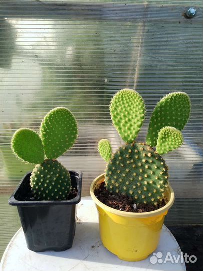 Кактус Опунция мелкоигольчатая