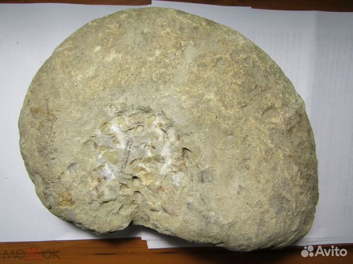 Альбский аммонит. Крым