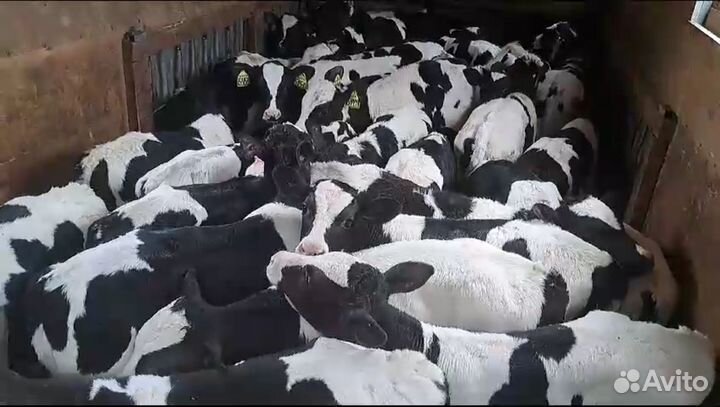 Бычки телята