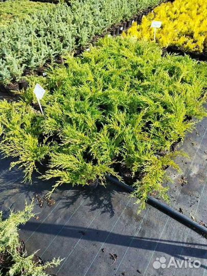 Можжевельник Andorra Compacta/С10