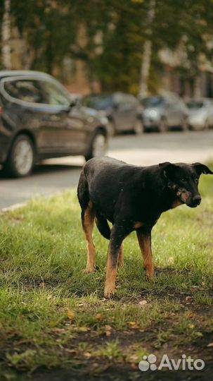Собака в добрые руки