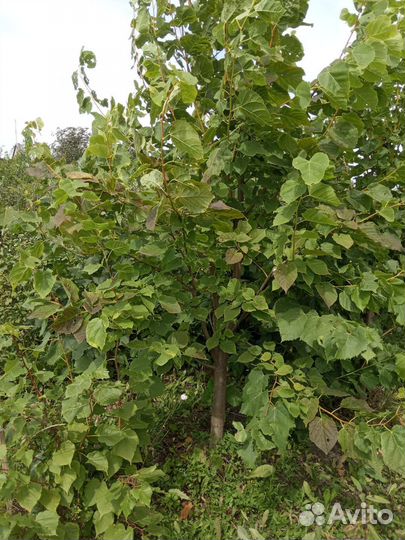 Липа крупнолистная