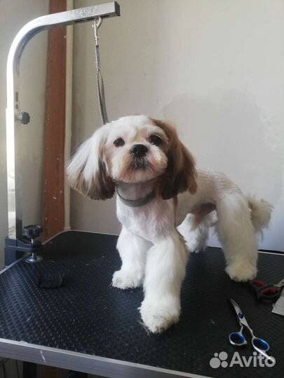 Грумминг собак