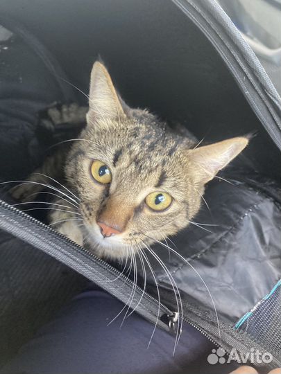 Кот в добрые руки