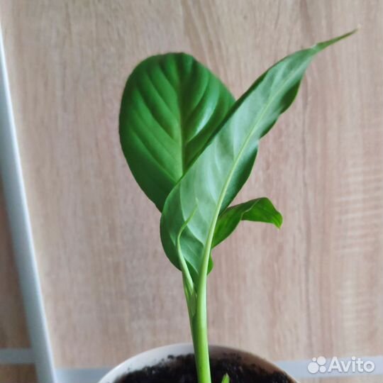 Алоэ, кактус, абрикос, бегония