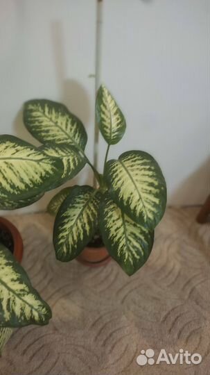 Продам цветы комнатные