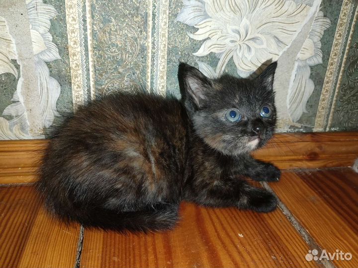 Котенок в дар