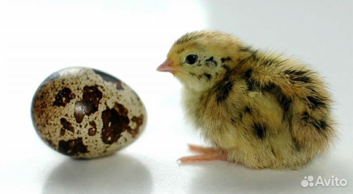 Инкубационное яйцо перепелов