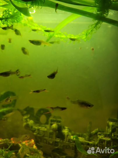 Рыбки гуппи