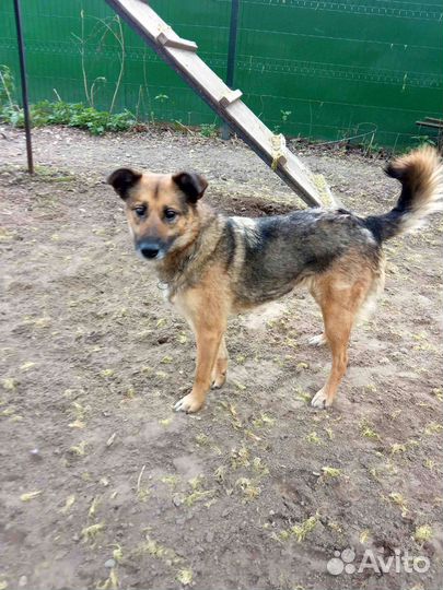 Метис овчарки Ася в поисках мампап
