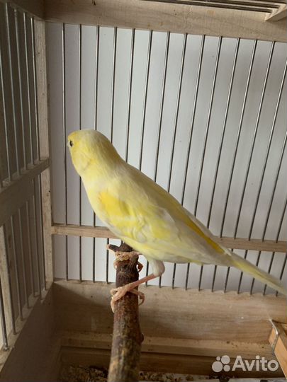 Канарейки 2023 г. из резерва