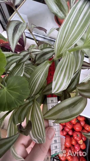 Традесканции