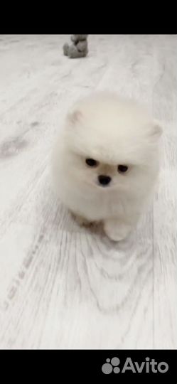 Шикарные померашки