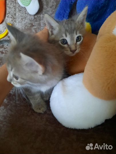 Отдам котят в добрые руки