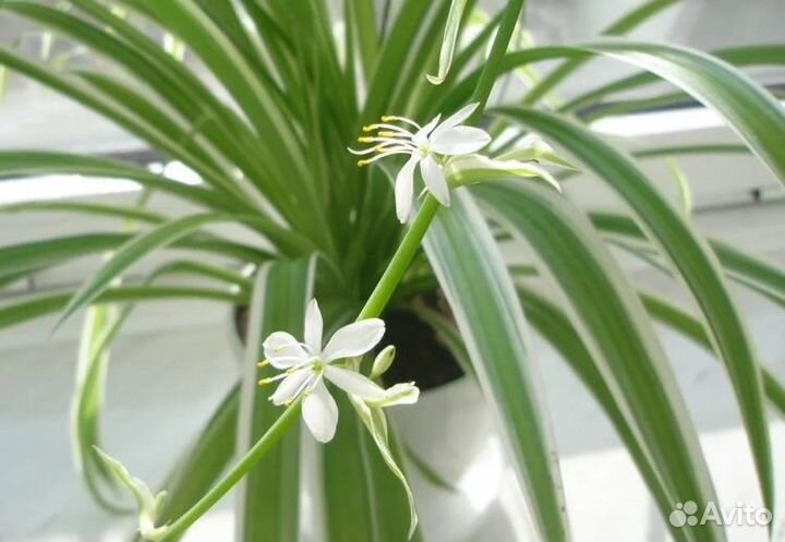 Хлорофитумы кудрявый Бонни и др