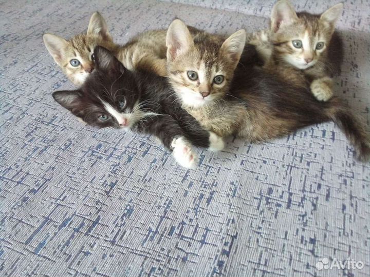 Котята в добрые руки