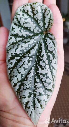 Бегония Сноу капп