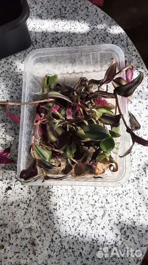 Авокадо, хлорофитум, традесканция, комнатные раст