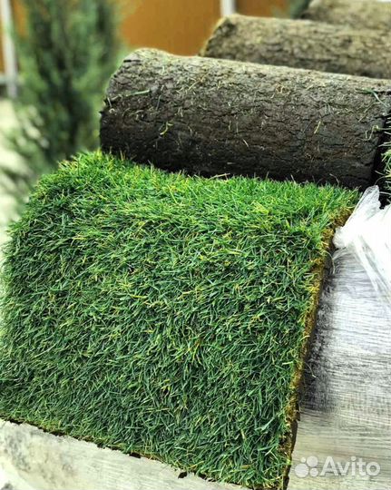 Рулонный газон от производителя