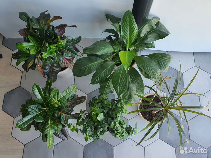 Комнатные растения