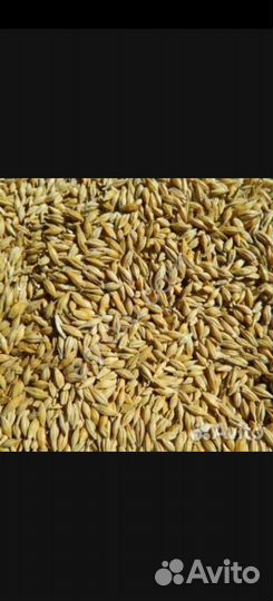 Зерно ячмень