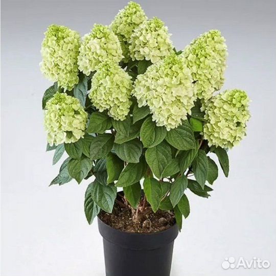 Гортензия метельчатая серии пан