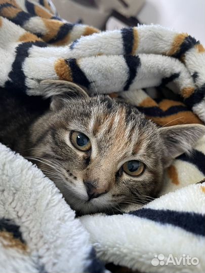 Котенок бесплатно в добрые руки