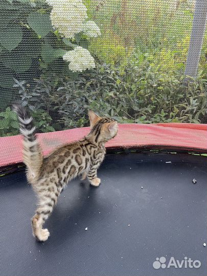 Бенгальские котята