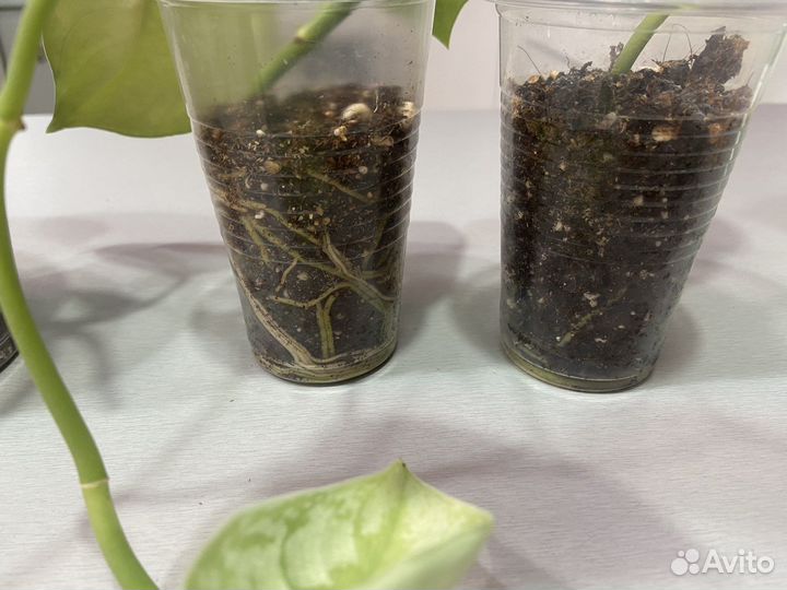 Сциндапсус пиктус треби (экзотика)