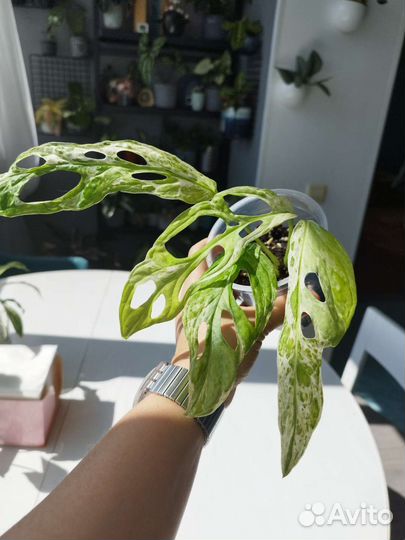 Монстера адансона вариегатная триколор