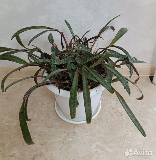 Ледебурия (общественная)