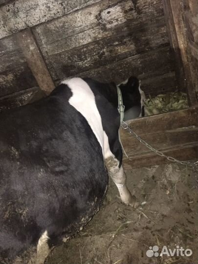 Бычки и быки на доращевание