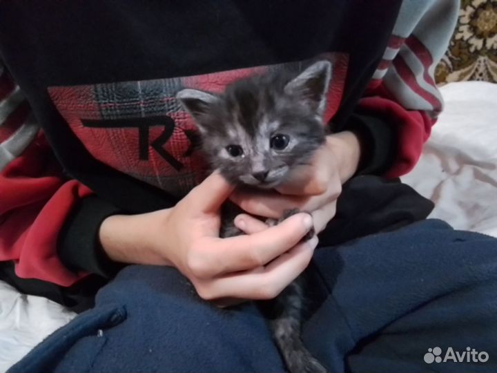 Катята в добрые руки
