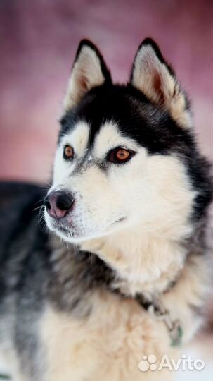 Ласковая девочка Баффи