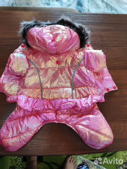 Одежда для собак мелких пород