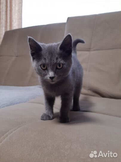 Отдам кота в добрые руки