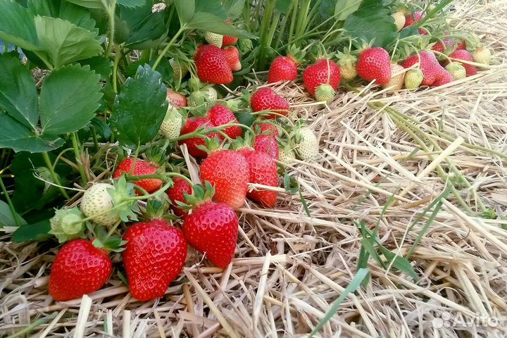 Саженцы клубники Купчиха, Азия