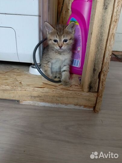 Котята отдам в добрые руки бесплатно