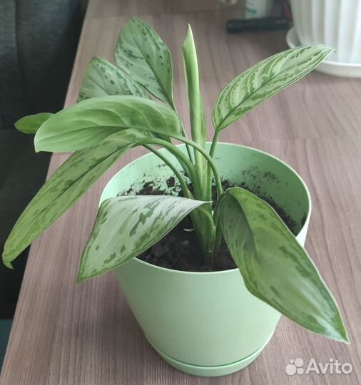 Аглаонема сильвер бей