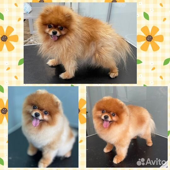 Груминг собак и кошек. Тримминг. Чистка зубов