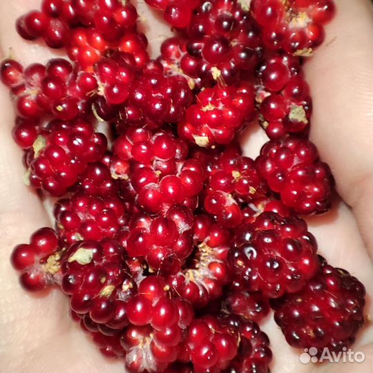 Малина Японская