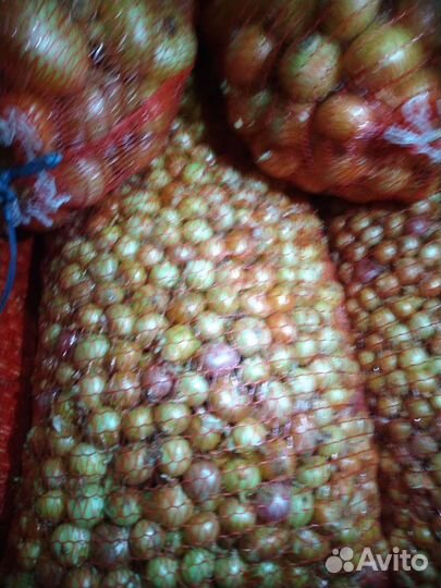 Лук севок, выборка