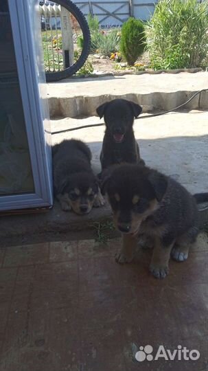 Собаки бесплатно в добрые руки щенки