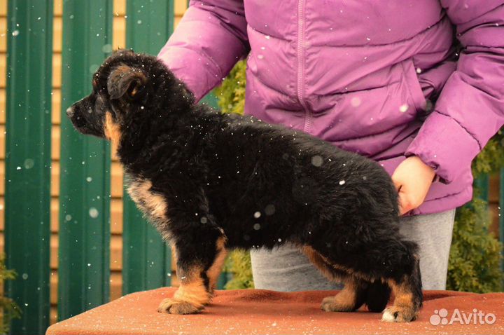 Немецкие овчарки щеночки