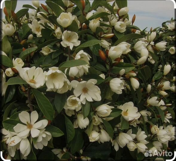 Магнолии вечнозеленые(новые сорта)