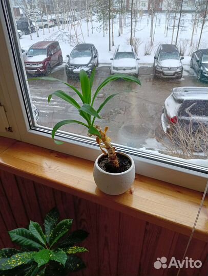 Комнатные цветы