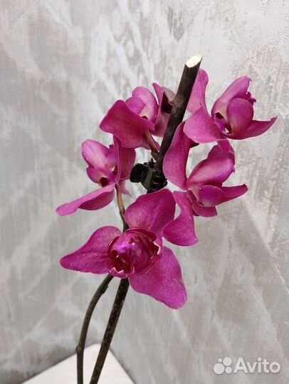 Орхидея Паваротти трилипс с закрытой точкой роста